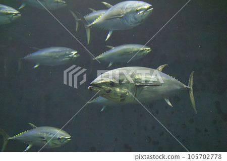 Bluefin tuna (bluefin tuna) Bluefin tuna (bluefin tuna) 105702778