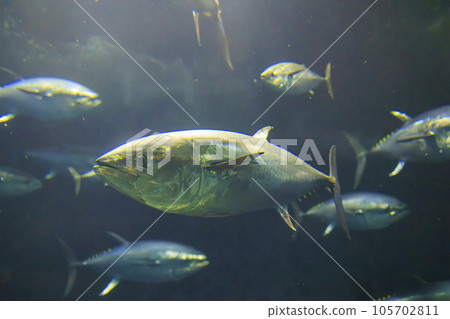 Bluefin tuna (bluefin tuna) Bluefin tuna (bluefin tuna) 105702811