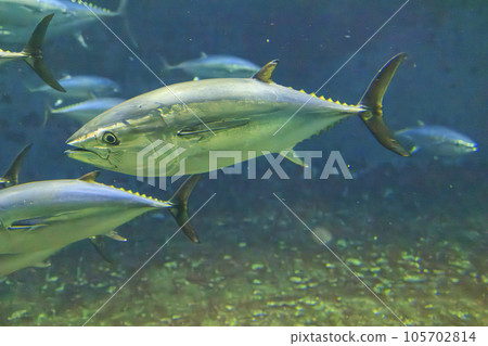 Bluefin tuna (bluefin tuna) 105702814