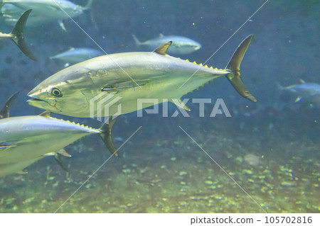 藍鰭金槍魚（藍鰭金槍魚） 105702816