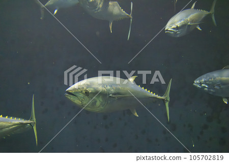 藍鰭金槍魚（藍鰭金槍魚） 105702819