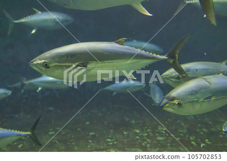 Bluefin tuna (bluefin tuna) Bluefin tuna (bluefin tuna) 105702853