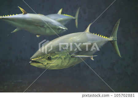 Bluefin tuna (bluefin tuna) Bluefin tuna (bluefin tuna) 105702881