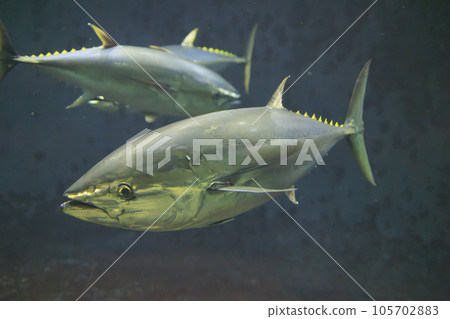 Bluefin tuna (bluefin tuna) Bluefin tuna (bluefin tuna) 105702883