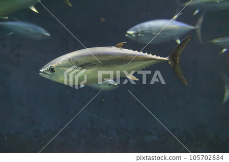 藍鰭金槍魚（藍鰭金槍魚） 105702884