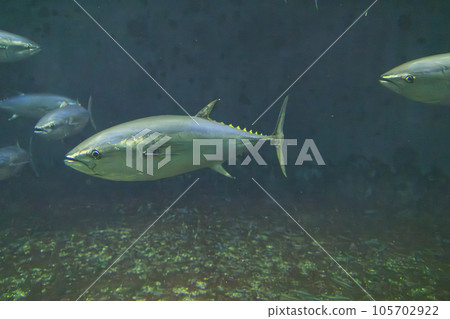 Bluefin tuna (bluefin tuna) 105702922