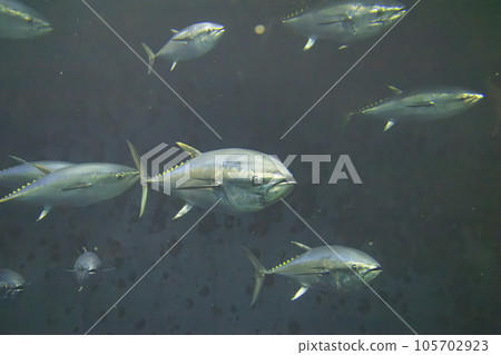 Bluefin tuna (bluefin tuna) 105702923