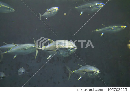 Bluefin tuna (bluefin tuna) 105702925