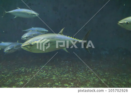 Bluefin tuna (bluefin tuna) 105702926