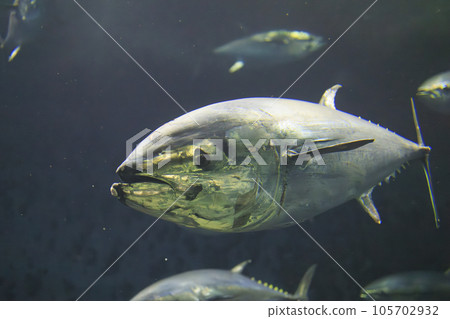 Bluefin tuna (bluefin tuna) 105702932