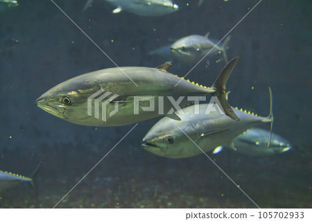 Bluefin tuna (bluefin tuna) 105702933