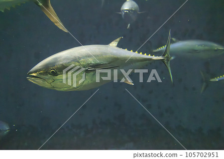 藍鰭金槍魚（藍鰭金槍魚） 105702951