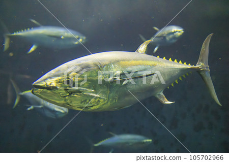 Bluefin tuna (bluefin tuna) Bluefin tuna (bluefin tuna) 105702966