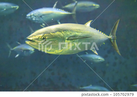 Bluefin tuna (bluefin tuna) 105702979