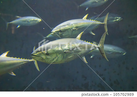 Bluefin tuna (bluefin tuna) Bluefin tuna (bluefin tuna) 105702989