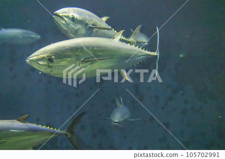 Bluefin tuna (bluefin tuna) Bluefin tuna (bluefin tuna) 105702991