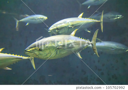 Bluefin tuna (bluefin tuna) Bluefin tuna (bluefin tuna) 105702992