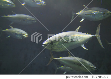 藍鰭金槍魚（藍鰭金槍魚） 105703027