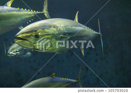 藍鰭金槍魚（藍鰭金槍魚） 105703028