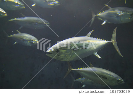 藍鰭金槍魚（藍鰭金槍魚） 105703029
