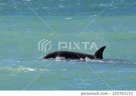 Orcas swimming on the surface, Peninsula Valdes, Patagonia Argentina 105703153