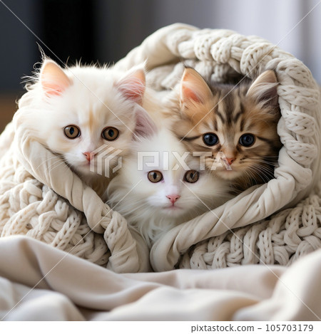 A group of charming and adorable kittens nestled together in a comfortable blanket fortress. A group of charming and adorable kittens nestled together in a comfortable blanket fortress. 105703179