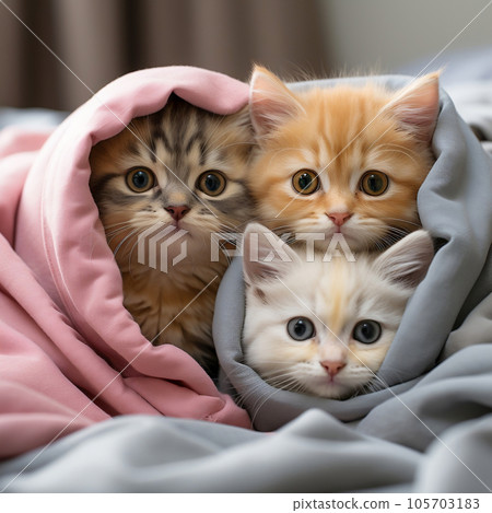 A group of charming and adorable kittens nestled together in a comfortable blanket fortress. A group of charming and adorable kittens nestled together in a comfortable blanket fortress. 105703183