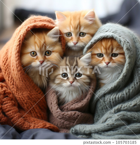 A group of charming and adorable kittens nestled together in a comfortable blanket fortress. A group of charming and adorable kittens nestled together in a comfortable blanket fortress. 105703185