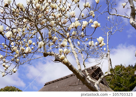 White magnolia at Zenjoji Temple (Ujitawara Town, Kyoto Prefecture) 105703323
