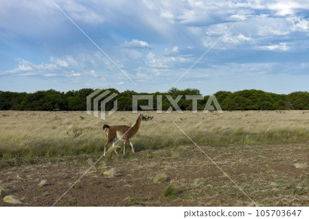 Guanacos, La Pampa, Argentina 105703647