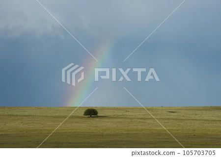 Landscape with typical tree of the Pampas plain, La Pampa Province, Patagonia , Argentina. Landscape with typical tree of the Pampas plain, La Pampa Province, Patagonia , Argentina. 105703705