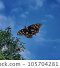 Giant purple in flight with a blue sky background 105704281