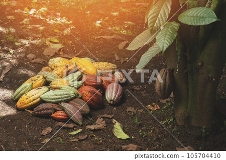 Harvest of cacao pods Harvest of cacao pods 105704410