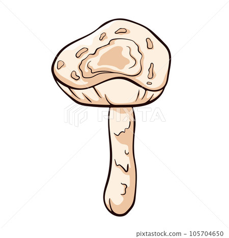 Inedible mushroom Deadly Dapperling in cartoon style. Poisonous Lepiota brunneoincarnata hand drawn. Vector illustration isolated on a white background. 105704650
