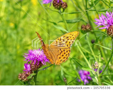 Orange butterfly sits on pink thistle flower. Orange butterfly sits on pink thistle flower. 105705336