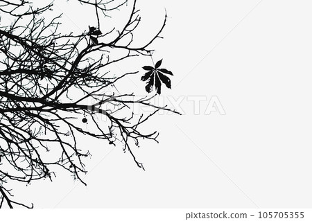 A silhouette of thin tree branches with the last chestnut leaf hanging on a tree A silhouette of thin tree branches with the last chestnut leaf hanging on a tree 105705355