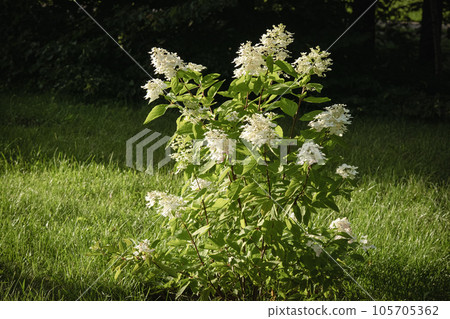White hydrangea flowers bush on dark green lawn background in early evening sunset sepia tone with long shadows White hydrangea flowers bush on dark green lawn background in early evening sunset sepia tone with long shadows 105705362