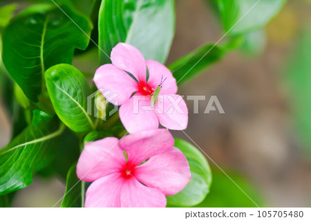 ludwigia adscendens , West Indian paeriwinkle or pink flower and grasshopper ludwigia adscendens , West Indian paeriwinkle or pink flower and grasshopper 105705480