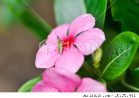 ludwigia adscendens , West Indian paeriwinkle or pink flower and grasshopper ludwigia adscendens , West Indian paeriwinkle or pink flower and grasshopper 105705481