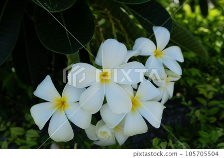 The Temple tree Flower 105705504