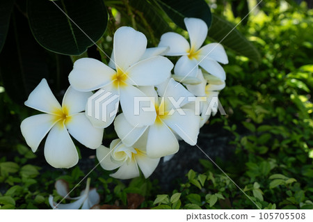 The Temple tree Flower 105705508