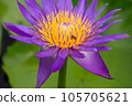 The violet lotus flower 105705621