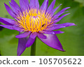 The violet lotus flower 105705622