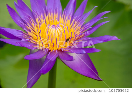 The violet lotus flower 105705622