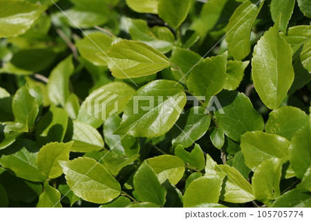 Enoki leaves (young leaves) Enoki leaves (young leaves) 105705774