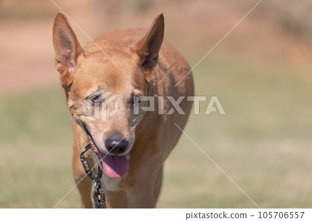 Adorable dixie dingo dog panting and running, Western Australia Adorable dixie dingo dog panting and running, Western Australia 105706557