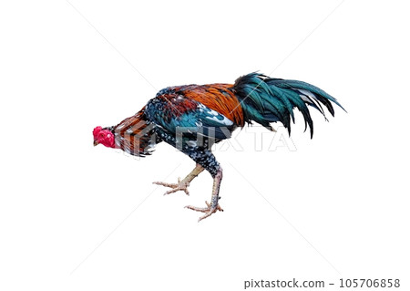 A stunning rooster with a kaleidoscope of colorful feathers. Isolated. 105706858