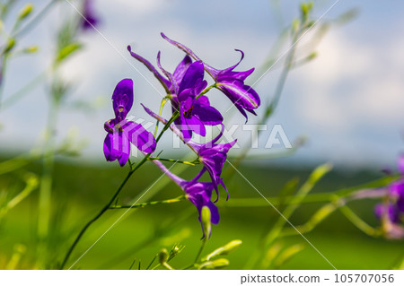 Wild Delphinium or Consolida Regalis, known as forking or rocket larkspur. Field larkspur is herbaceous, flowering plant of the buttercup family Ranunculaceae. Inflorescence with bright violet flowers 105707056