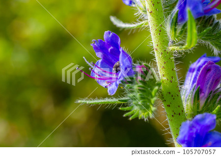 Viper's bugloss or blueweed Echium vulgare flowering in meadow on the natural green blue background. Macro. Selective focus. Front view Viper's bugloss or blueweed Echium vulgare flowering in meadow on the natural green blue background. Macro. Selective focus. Front view 105707057