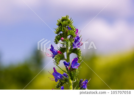 Viper's bugloss or blueweed Echium vulgare flowering in meadow on the natural green blue background. Macro. Selective focus. Front view Viper's bugloss or blueweed Echium vulgare flowering in meadow on the natural green blue background. Macro. Selective focus. Front view 105707058